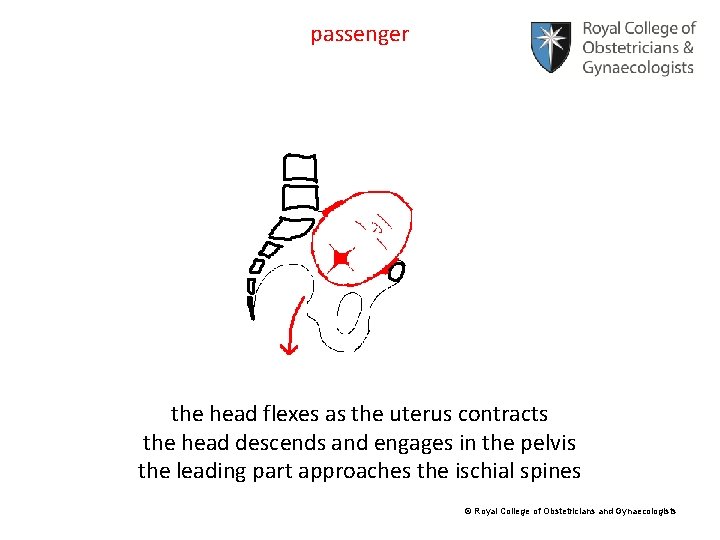 passenger the head flexes as the uterus contracts the head descends and engages in