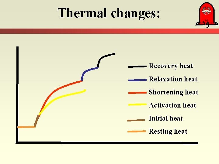 Thermal changes: Recovery heat Relaxation heat Shortening heat Activation heat Initial heat Resting heat