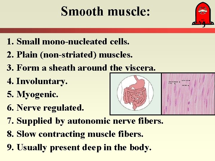 Smooth muscle: 1. Small mono-nucleated cells. 2. Plain (non-striated) muscles. 3. Form a sheath
