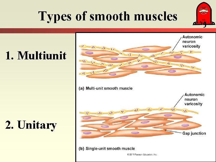 Types of smooth muscles 1. Multiunit 2. Unitary 
