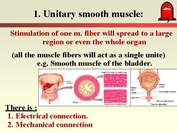 1. Unitary smooth muscle: Stimulation of one m. fiber will spread to a large