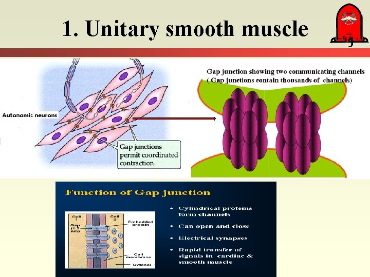 1. Unitary smooth muscle 