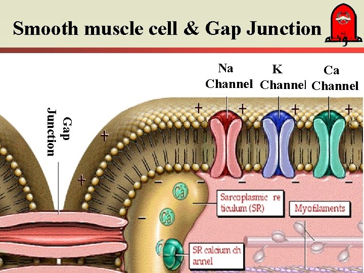Smooth muscle cell & Gap Junction Na K Ca Channel Gap Junction 