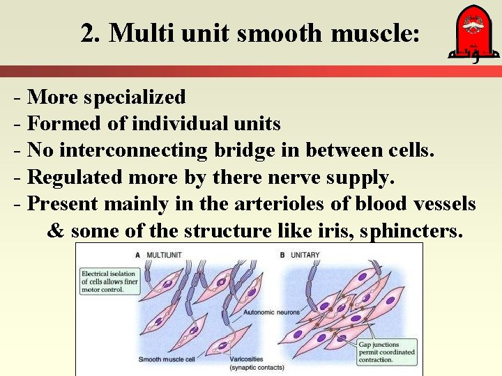 2. Multi unit smooth muscle: - More specialized - Formed of individual units -