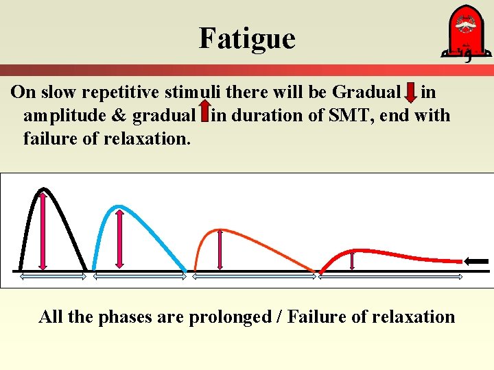Fatigue On slow repetitive stimuli there will be Gradual in amplitude & gradual in