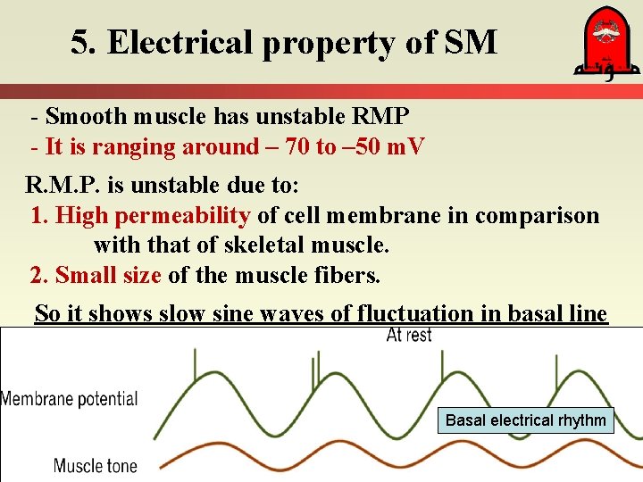 5. Electrical property of SM - Smooth muscle has unstable RMP - It is