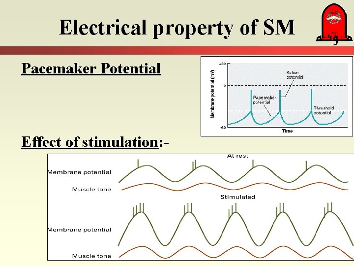 Electrical property of SM Pacemaker Potential Effect of stimulation: - 