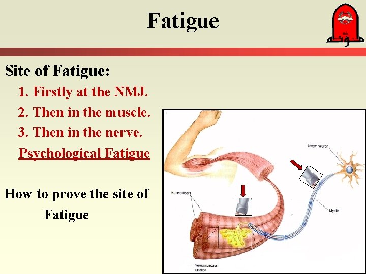 Fatigue Site of Fatigue: 1. Firstly at the NMJ. 2. Then in the muscle.