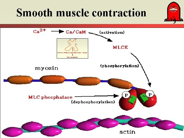 Smooth muscle contraction 