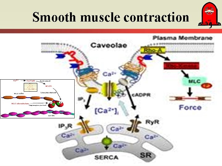 Smooth muscle contraction 