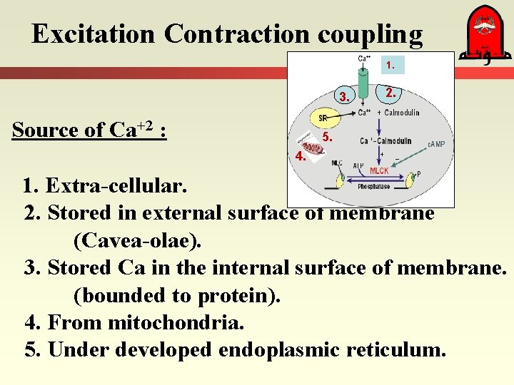 Excitation Contraction coupling 1. 3. Source of Ca+2 : 2. 5. 4. 1. Extra-cellular.