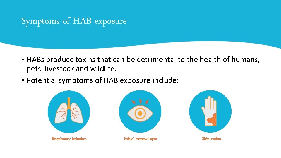Symptoms of HAB exposure • HABs produce toxins that can be detrimental to the