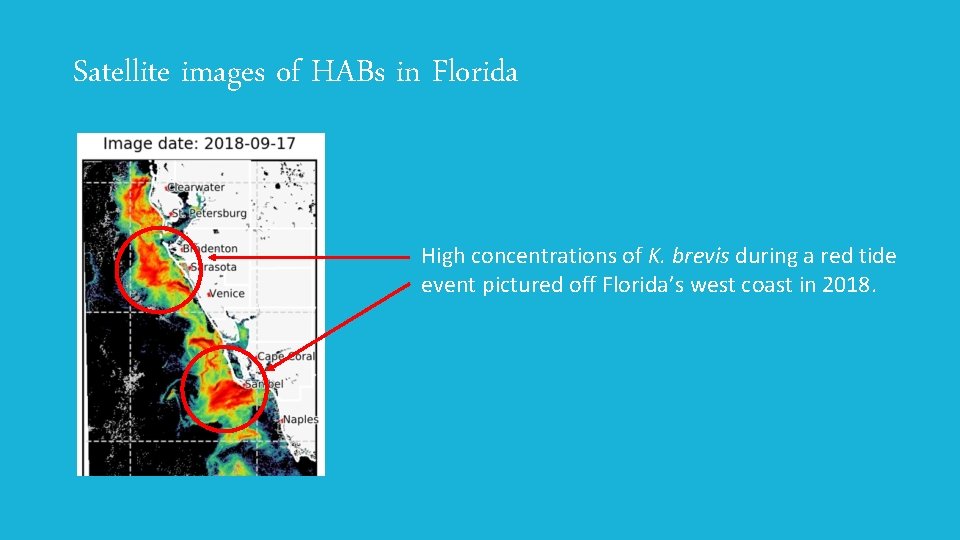 Satellite images of HABs in Florida High concentrations of K. brevis during a red