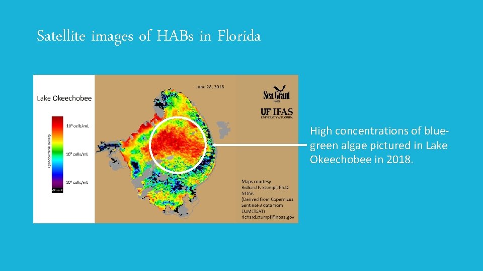 Satellite images of HABs in Florida High concentrations of bluegreen algae pictured in Lake