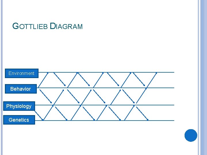 GOTTLIEB DIAGRAM Environment Behavior Physiology Genetics 