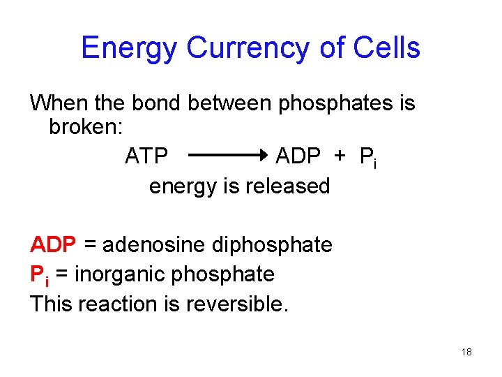 Energy Currency of Cells When the bond between phosphates is broken: ATP ADP +