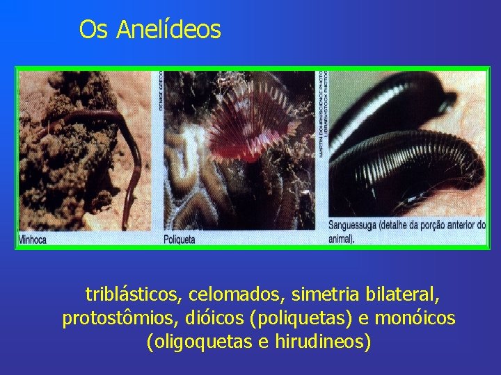 Os Anelídeos triblásticos, celomados, simetria bilateral, protostômios, dióicos (poliquetas) e monóicos (oligoquetas e hirudineos)