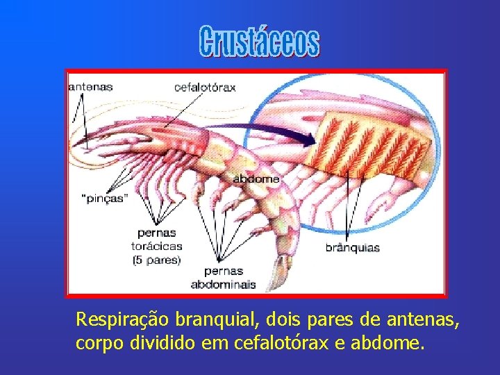 Respiração branquial, dois pares de antenas, corpo dividido em cefalotórax e abdome. 