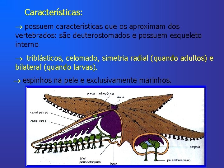 Características: possuem características que os aproximam dos vertebrados: são deuterostomados e possuem esqueleto interno