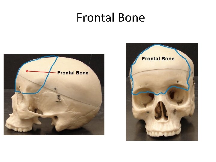Frontal Bone Created by Scott Ford © 2007 All rights reserved 