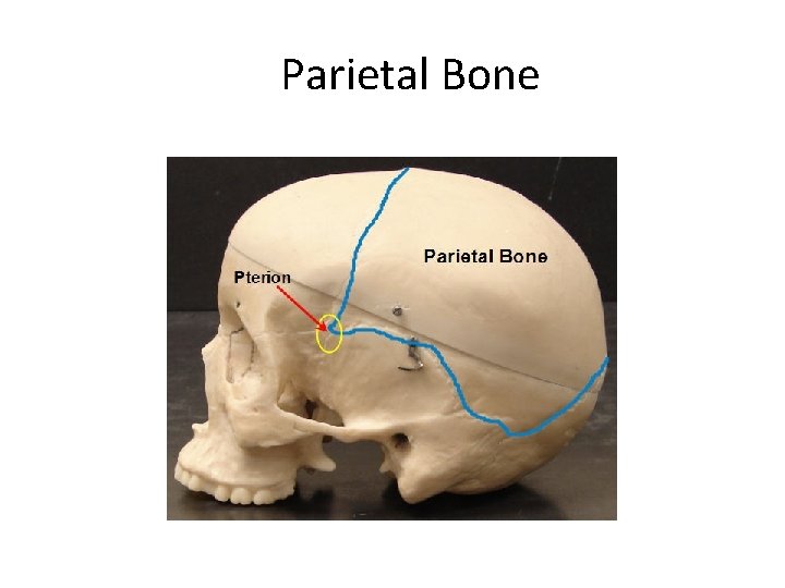 Parietal Bone Created by Scott Ford © 2007 All rights reserved 