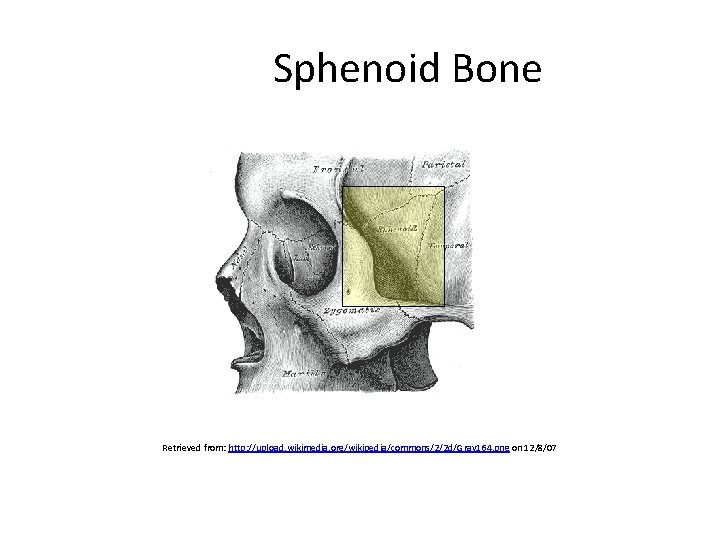 Sphenoid Bone Retrieved from: http: //upload. wikimedia. org/wikipedia/commons/2/2 d/Gray 164. png on 12/8/07 Created