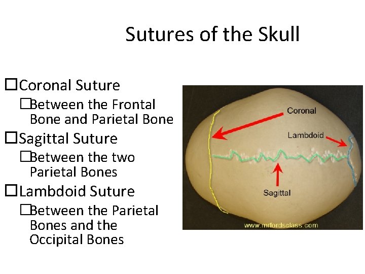 Sutures of the Skull Coronal Suture �Between the Frontal Bone and Parietal Bone Sagittal