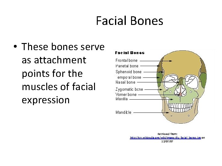 Facial Bones • These bones serve as attachment points for the muscles of facial