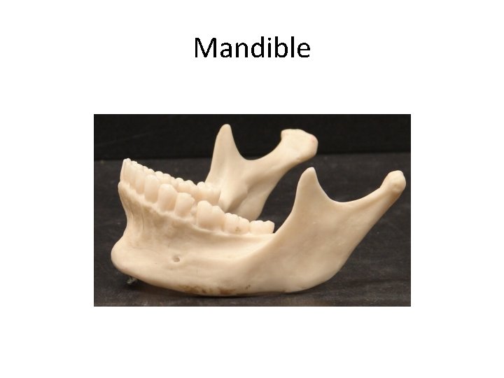 Mandible Created by Scott Ford © 2007 All rights reserved 
