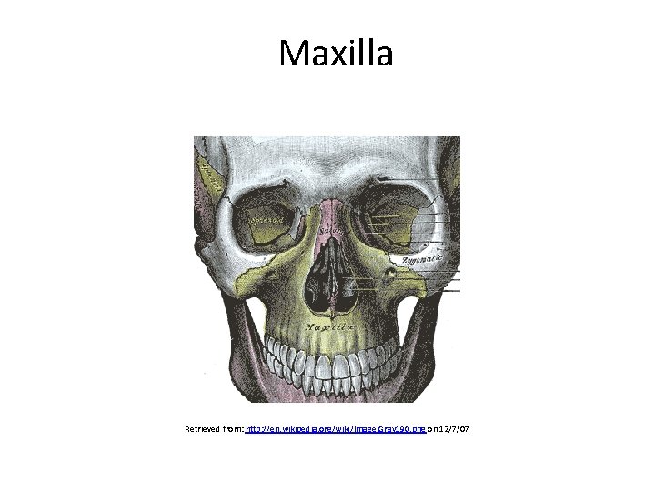 Maxilla Retrieved from: http: //en. wikipedia. org/wiki/Image: Gray 190. png on 12/7/07 Created by