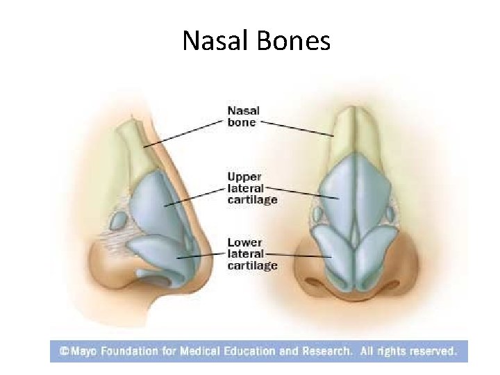 Nasal Bones Created by Scott Ford © 2007 All rights reserved 