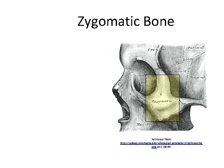 Zygomatic Bone Retrieved from: http: //upload. wikimedia. org/wikipedia/commons/2/2 d/Gray 164. png on 12/8/07 Created