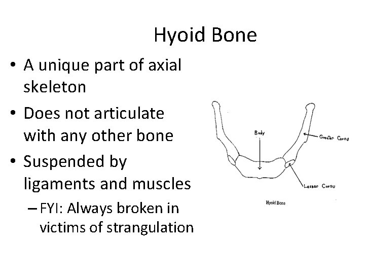 Hyoid Bone • A unique part of axial skeleton • Does not articulate with