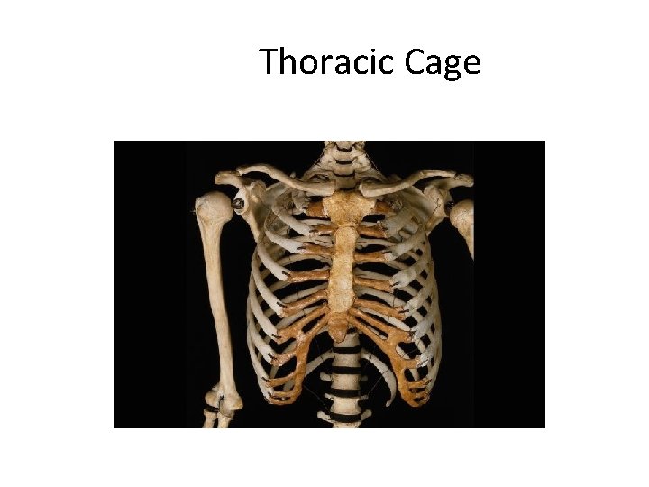 Thoracic Cage Created by Scott Ford © 2007 All rights reserved 