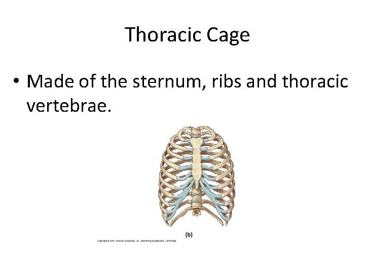 Thoracic Cage • Made of the sternum, ribs and thoracic vertebrae. Created by Scott
