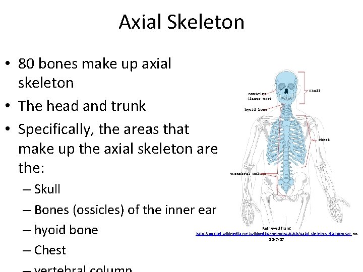 Axial Skeleton • 80 bones make up axial skeleton • The head and trunk