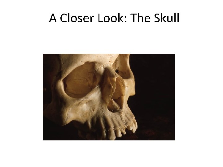 A Closer Look: The Skull Created by Scott Ford © 2007 All rights reserved