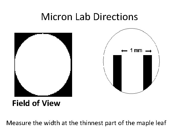 Micron Lab Directions Field of View Measure the width at the thinnest part of