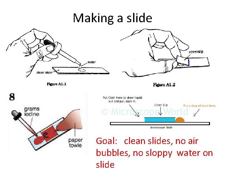 Making a slide Goal: clean slides, no air bubbles, no sloppy water on slide