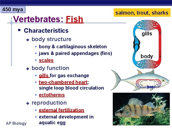 450 mya Vertebrates: Fish § Characteristics u body structure § bony & cartilaginous skeleton