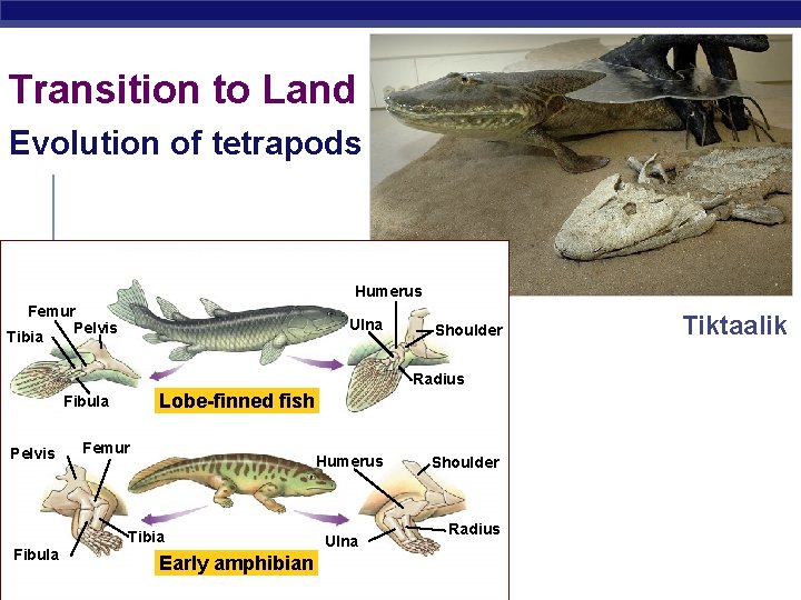 Transition to Land Evolution of tetrapods Humerus Femur Pelvis Tibia Ulna Shoulder Radius Lobe-finned