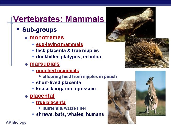 Vertebrates: Mammals § Sub-groups u monotremes § egg-laying mammals § lack placenta & true