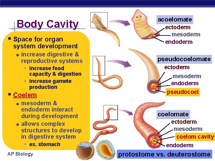 Body Cavity § Space for organ system development u increase digestive & reproductive systems