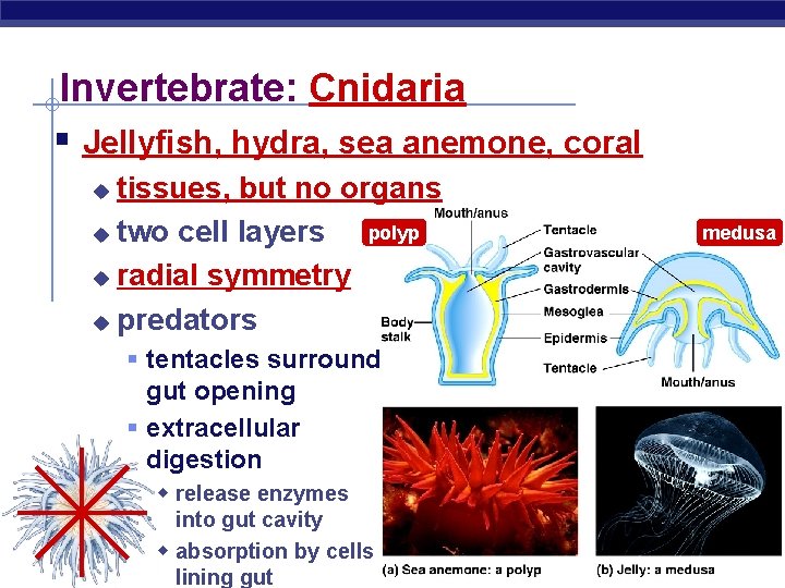 Invertebrate: Cnidaria § Jellyfish, hydra, sea anemone, coral tissues, but no organs polyp u