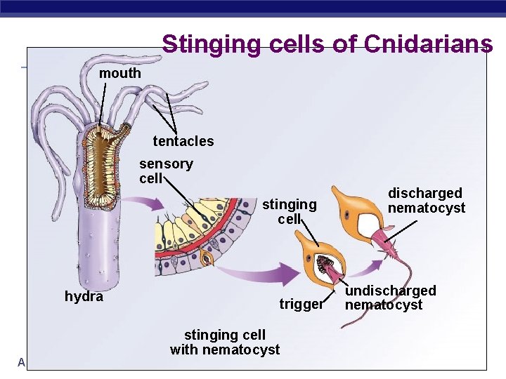 Stinging cells of Cnidarians mouth tentacles sensory cell stinging cell hydra AP Biology trigger