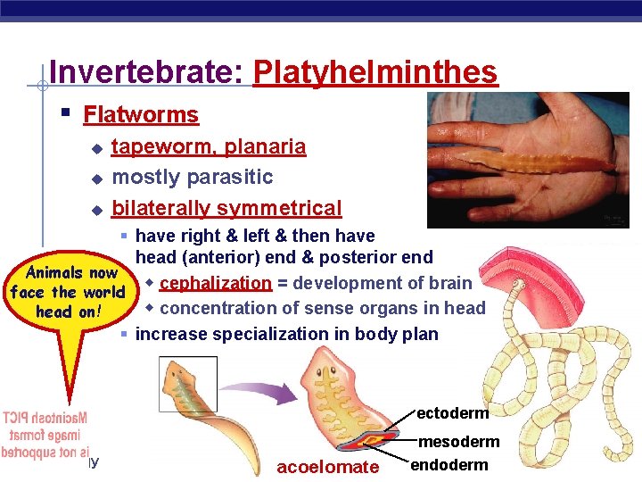 Invertebrate: Platyhelminthes § Flatworms u u u tapeworm, planaria mostly parasitic bilaterally symmetrical §