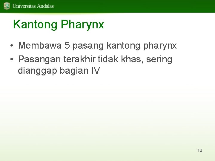 Kantong Pharynx • Membawa 5 pasang kantong pharynx • Pasangan terakhir tidak khas, sering