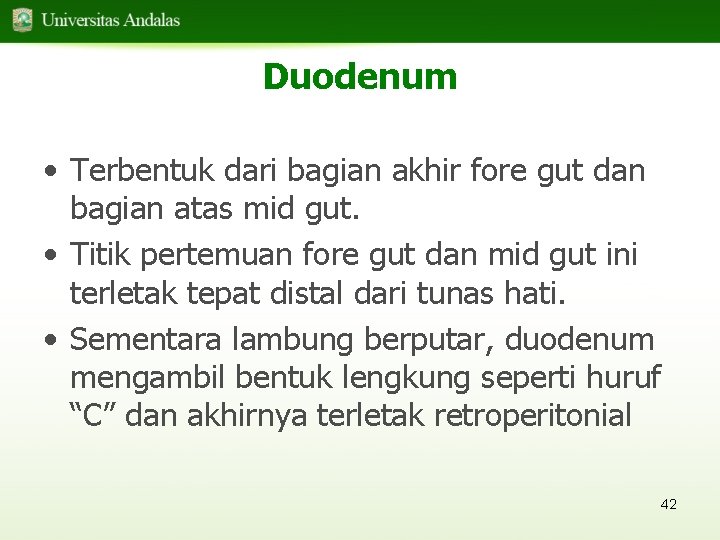 Duodenum • Terbentuk dari bagian akhir fore gut dan bagian atas mid gut. •