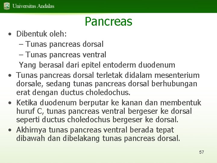 Pancreas • Dibentuk oleh: – Tunas pancreas dorsal – Tunas pancreas ventral Yang berasal