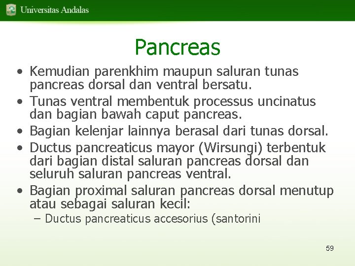 Pancreas • Kemudian parenkhim maupun saluran tunas pancreas dorsal dan ventral bersatu. • Tunas